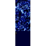 BUFF : POLAR BUFF - Poppins Blue/Navy